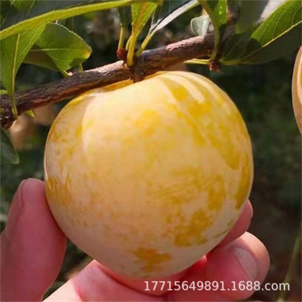 Пчелиный сахар Слива саженцы Посадка Сычуань Meishan прививки костями хрустящий мед Сладкая Слива саженцы в Южной и Северной