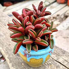 ���N��������ֲ��t�������̨�Gֲ��������ȩ���B������