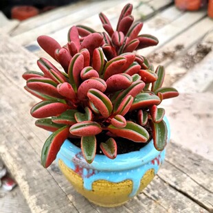 ���N��������ֲ��t�������̨�Gֲ��������ȩ���B������