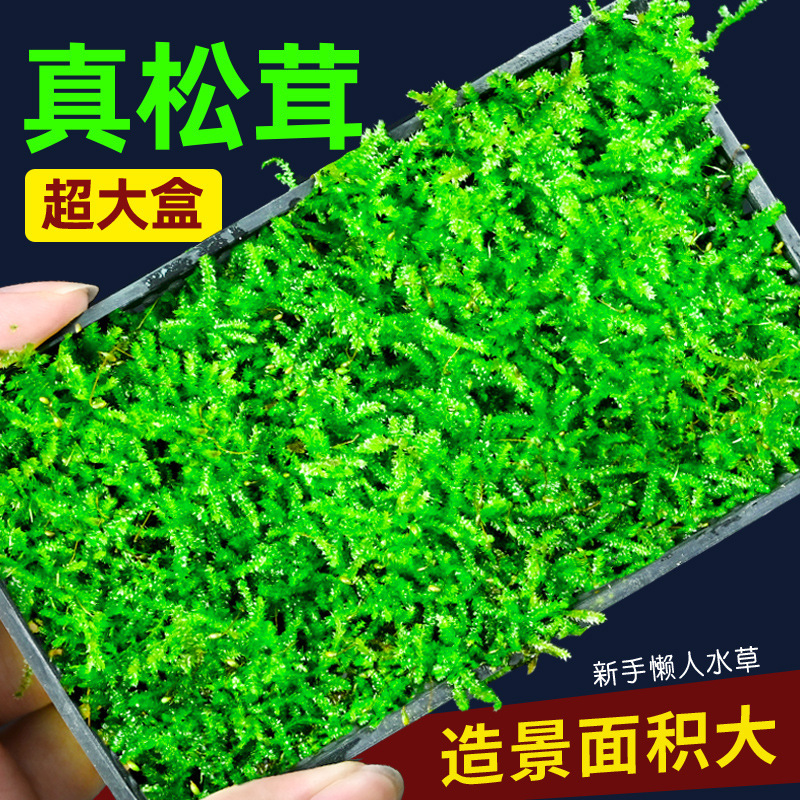 Aquarium Plants, Matsutake Moss Box, Special Driftwood and Stone for Landscaping, Mousse Tree Decoration, Foreground Shade-Tolerant Plants Aquarium Plants, Matsutake Moss Box, Special Driftwood and Stone for Landscaping, Mousse Tree Decoration, Foreground Shade-Tolerant Plants