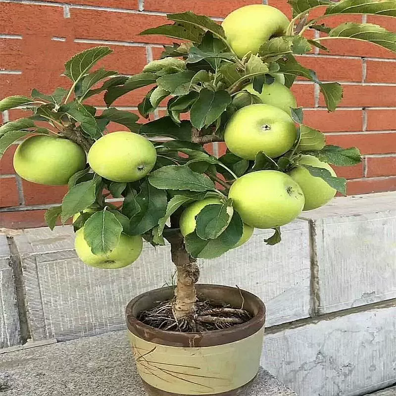 Саженцы гномов яблонь в горшках, южные и северные четырехсезонные балконные фруктовые саженцы, наземные фруктовые деревья, урожай которых в том же году.