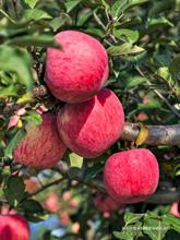 洛川蘋果產地直銷陝西新鮮水果當季整箱現摘紅富士10斤包郵脆