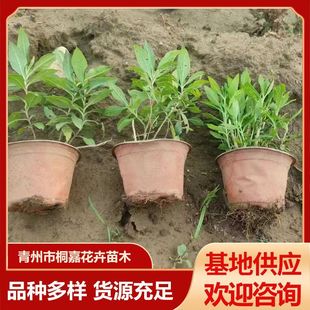 Base Supply Flower Sea Garden Landscaping Cold-Resistant Perennial Phlox Seedlings Potted Perennial Nutrition Cup Seedlings
