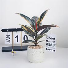 tPƤ仨~҃kژºB׻[·