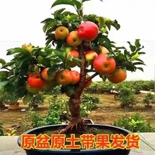 ԼtʿOԭԭl؛ϱ̨ͥԺ҃ȹ