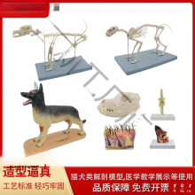 动物骨骼模型狗犬科头骨牙齿耳朵皮肤猫狗骨架解剖教学展示用品