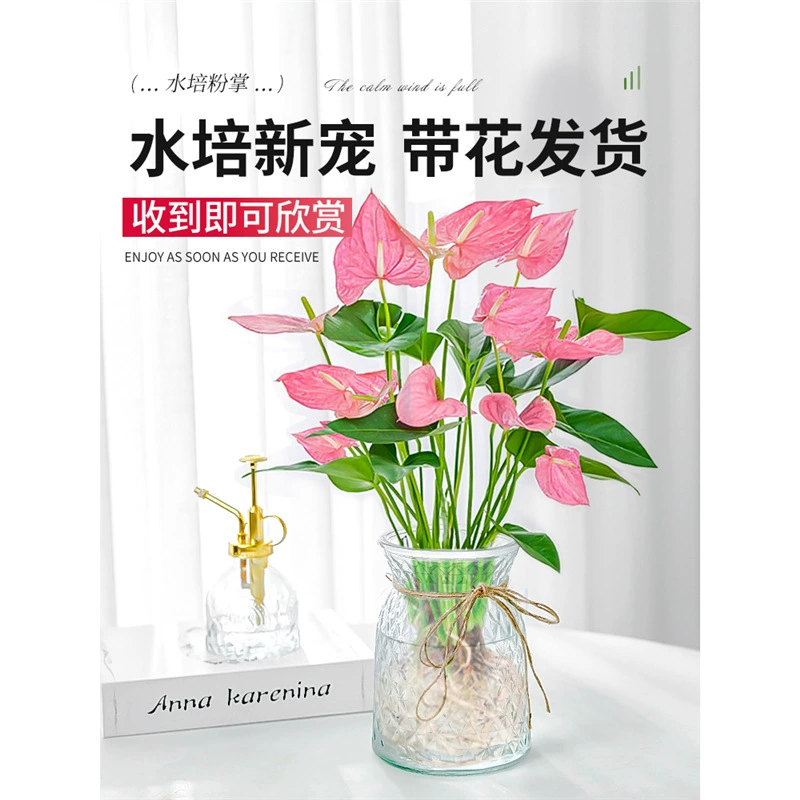 Розовое гидропонное растение в горшке, красное растение в горшке, комнатное многовременное цветущее растение, гидропонное зеленое растение, легко выращивать и ухаживать за ним в офисе.