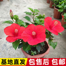 Mڻ܎ľȻļ_誻ֲ̨Gֲ