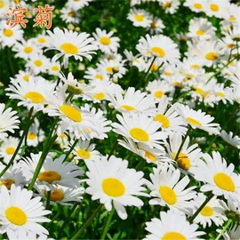 种子;草种子;草坪