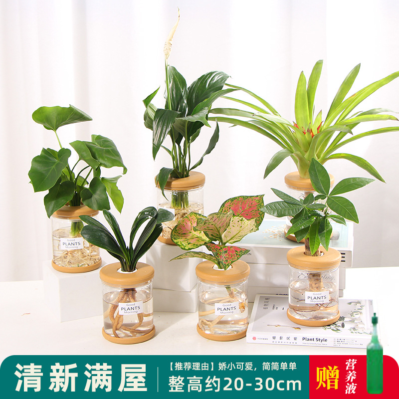 Plantas hidropónicas en maceta de flores de oficina de flores pequeñas plantas verdes en todas las estaciones, fácil de cultivar plantas en maceta de agua suculenta.