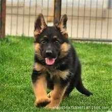 德国牧羊犬幼犬活体狗狗工作护卫弓背平背黒背军警犬宠物小狗