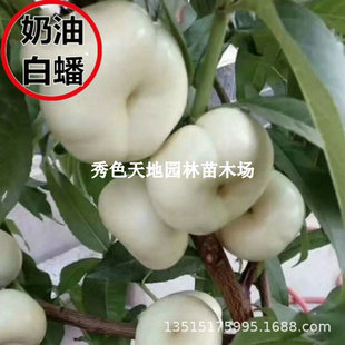 �޽����Ͱ���Ҙ�������6�³����������ҹ����籱�Ϸ�����Y��