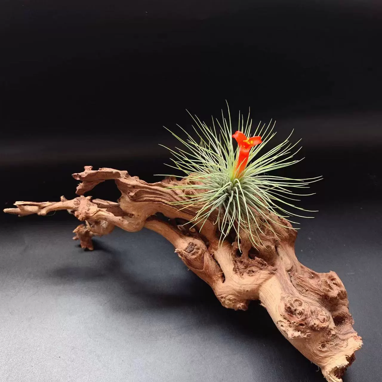 Орхидея Gem T.andreana – напрямую от производителя, растение без почвы, не требующее особого ухода, новинка для ленивых садоводов