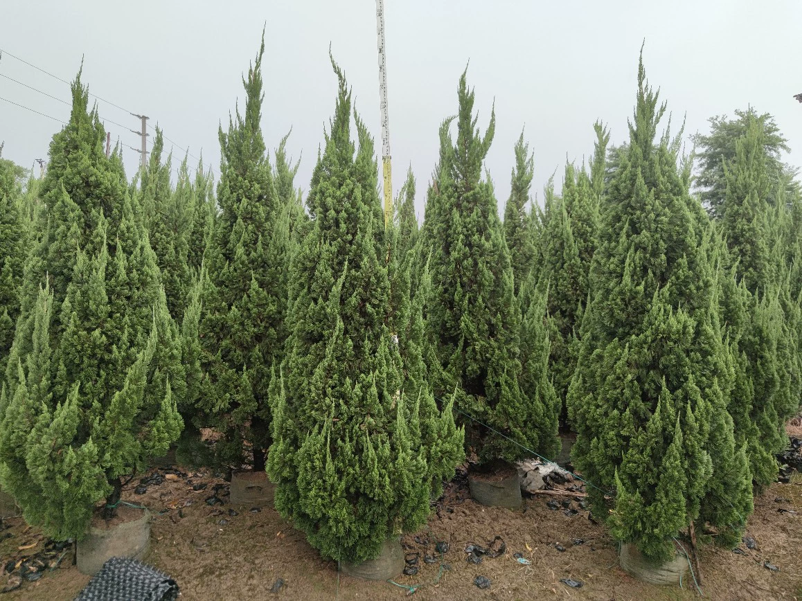 2107 база оптовая поставка башни Longbai 2,5-4 метра емкостный мешок рассада ожирение