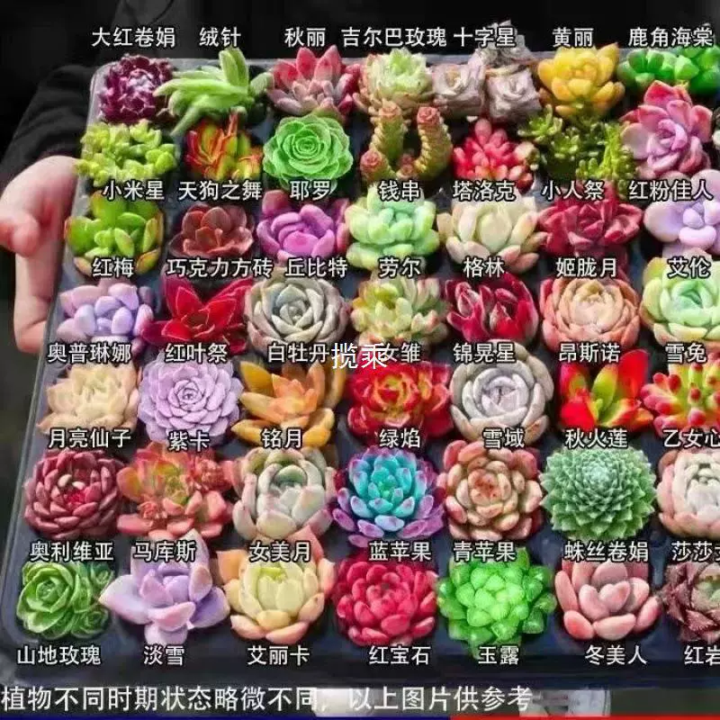 Оптовые горшки для суккулентов, маленькие горшки для суккулентов, редкие горшки для суккулентов