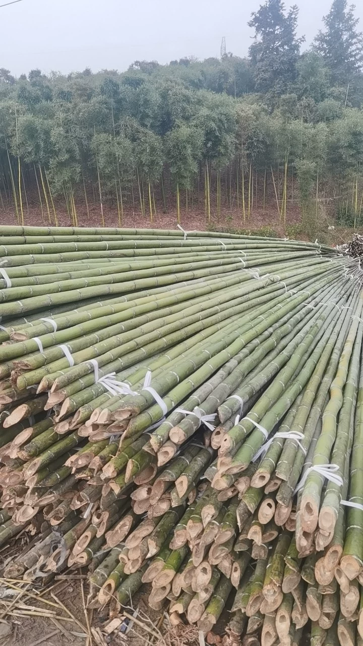 Производители поставляют все виды водяных бамбуковых овощей