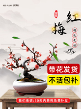 梅花盆栽树苗老桩盆景阳台庭院原生红梅大花浓香花卉耐寒四季腊梅