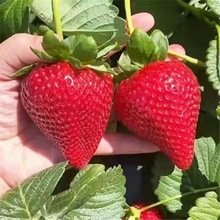 草莓苗草莓秧苗盆栽带花带果家种地栽苗四季结果食用草莓四季草莓