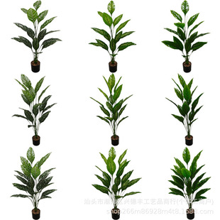 羳Gֲ˽҃b@쾰 ֲ˽پGֲ