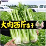 正宗皇后西芹苗带土四季香芹高产芹菜秧苗黄心芹菜苗盆栽批发链接