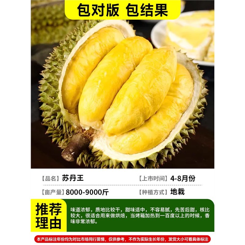 [가짜 1개 10개] 두꺼운 2-3cm 수단왕두리안/가방결과+81cm(포함)-110cm(포함)