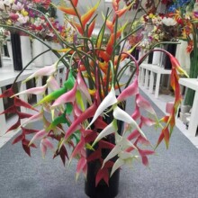5头火凤凰 大葱草 单枝垂鸟 富贵天堂鸟大枝 富贵竹子 婚庆家居装