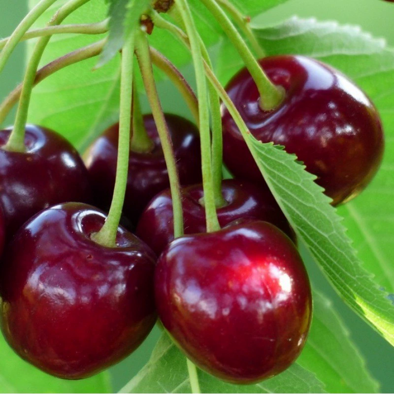 Саженец вишневого дерева прививка очень большие вишни Вишня в горшке саженец посадка на севере и юге года Плодовое дерево Вишневое дерево