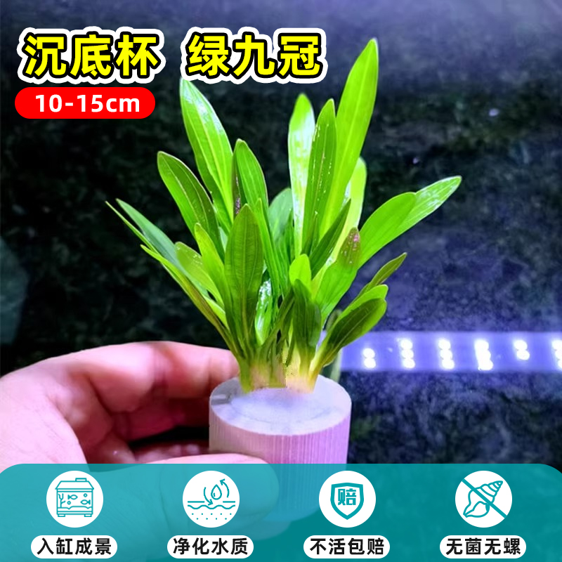 [조경용 탱크에 넣기] 바닥 침지 컵 10-15cm 그린 나인 크라운 1컵