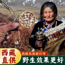 正宗藏贝母500g克无硫原色味苦藏贝母颗粒正品干货藏贝母可代磨粉