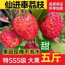 正宗广州增城基岗仙进奉荔枝新鲜小核现摘现发当季水果甜多汁送礼