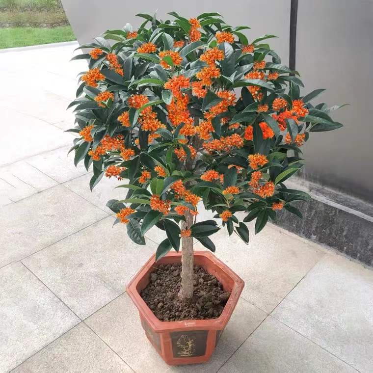 Grafted Osmanthus Saplings, Four-Season Osmanthus Large Florals, August Courtyard Native Golden Elixir, Tianxiang Pavilion, Agarwood Ground Potted Plants