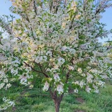 �Ĺڹ��Ĺڹ�С���Ĺڹ����绨��໨���LС�^���@�G���m��