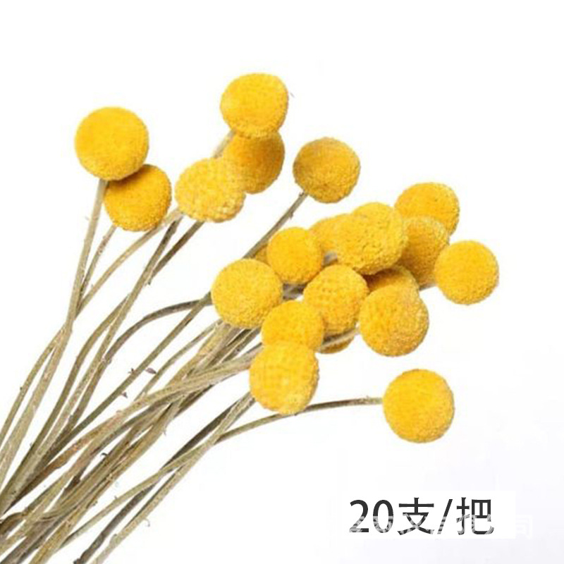 Pampas naturales ramo de flores secas cola de conejo hierba pequeña Reed polvo Reed madera estilo bohemio decoración del hogar