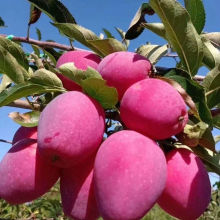 10斤超甜】东北特产鸡心果新鲜锦绣海棠果花牛当季小苹果批发价