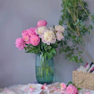 In-Stock Sichuan Double-Petaled Peonies from Yunnan Base, Fresh Cut Flowers Direct Shipment, Fresh Cut Flower Bouquet for Home Hydroponic Cultivation