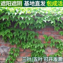 爬山虎苗攀爬藤植不红色花卉驱蚊大苗四季七彩长藤