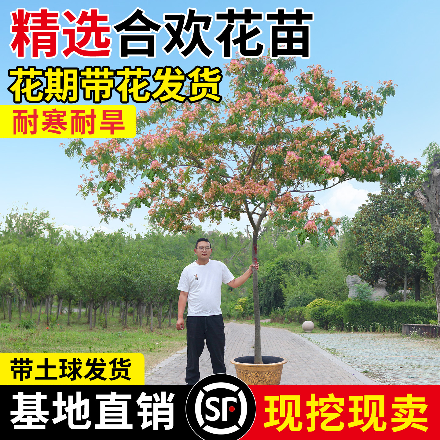 合欢树苗芙蓉花大树苗合欢小苗耐寒地栽盆栽庭院栽种工程绿化树苗