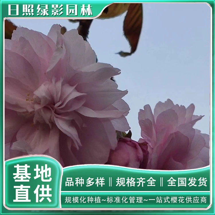 Шаньдун Жичжао 7 см ветка хризантемы висит саженцы вишневого дерева какая цена зеленая тень сад вишня посадка базы