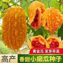 香甜小癞瓜种子金铃子赖葡萄水果黄金瓜四季爬藤阳台盆栽菜