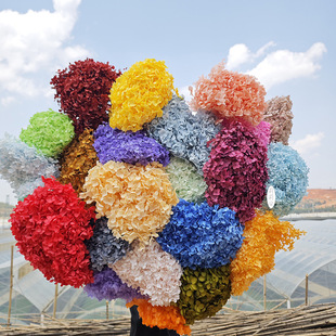Everlasting Hydrangea Anna Small Leaf Color Absorbing and Bleaching DIY Flower Material Real Flowers Yunnan Factory Ready Stock Wholesale Dried Flowers