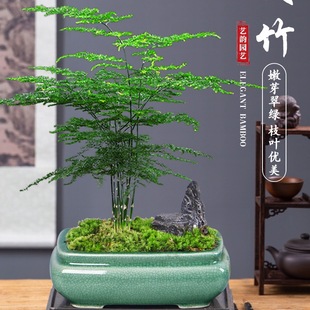 ���������҃�ֲ������՚��k���Һ��B�����辰�ļ���������С�Gֲ