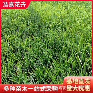 Purple Grass Wholesale Perennial Purple Grass Qingzhou Perennial Flower Potted Purple Grass Base Purple Grass