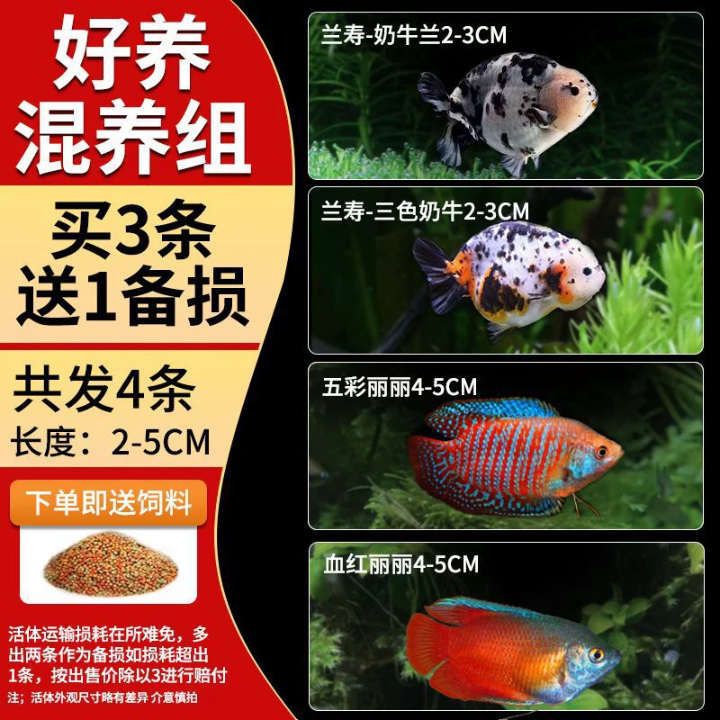 Саженцы холодноводной рыбы Yulan Shoujian, живая рыба, мелкая пресноводная, хорошее кормление, живая рыба Lili, Manlonfish