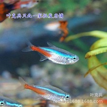 热带观赏鱼批发 红绿灯鱼日光灯鱼宝莲灯鱼 群游鱼