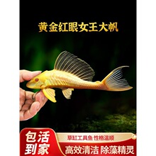 �S��t��Ů��������Ů�ʻ��w��С�����������~�Ꭷ�^�p�~