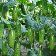 ������߮aˮ���S�ϷN���r�Ҳˈ@�����r���ײ��߲��ݏS��ֱ�N