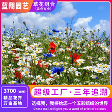 多种野花混合播种 组合耐阴花卉草籽 草花混播 树下花海 宿根组合