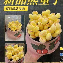 彩【锦】萌熊爪熊童子多肉植物彩色熊掌新款网红多肉阳台室内可爱