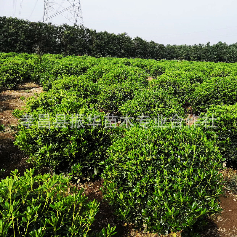 19f612a9b1f73c1064e913f7a20aaf