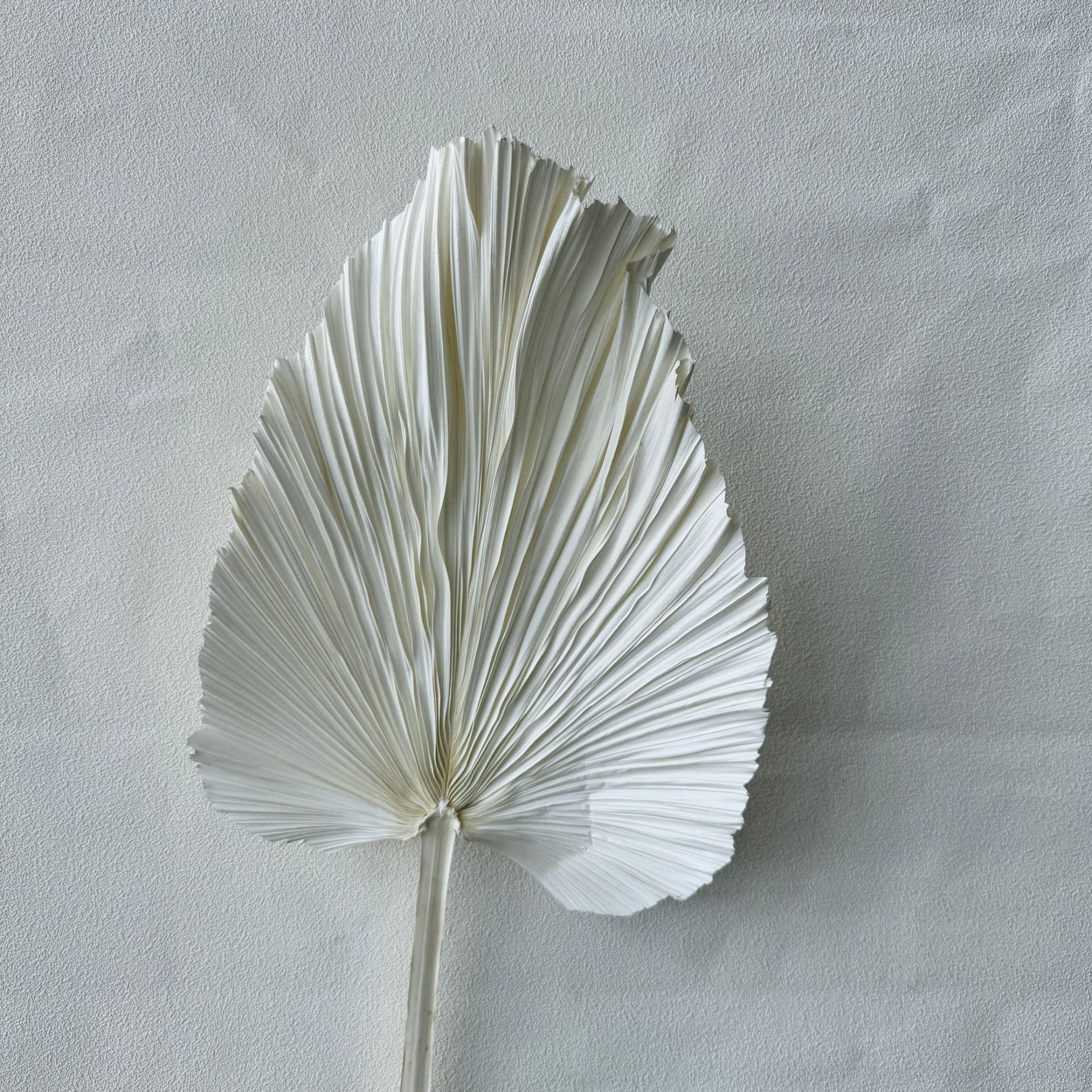 미디엄 트림 화이트